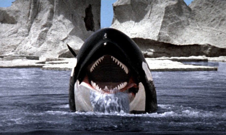 Orca Pff Blu-ray Review: Sympathy for the “ORCA” - Rue Morgue