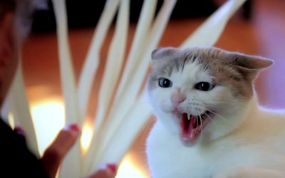 Movie Review: “HELL’S KITTY” leaps out of the litter box and into the hellfire