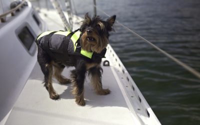 New cut of creature feature “ISLAND ZERO” spares the dog
