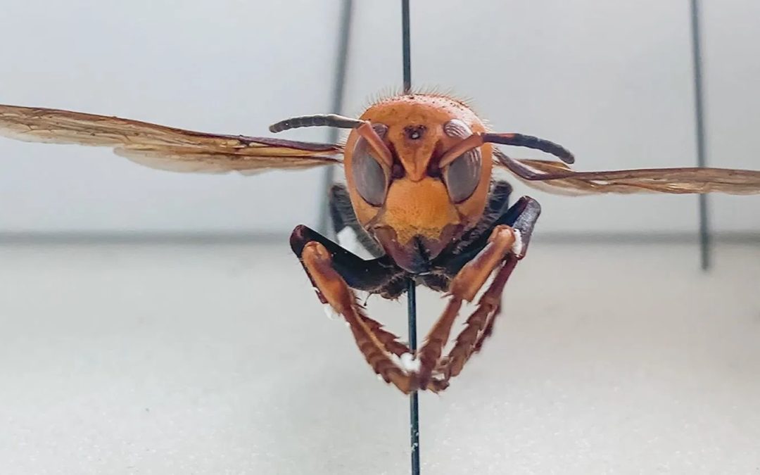 This was inevitable: “ANGRY ASIAN MURDER HORNETS” begins shooting