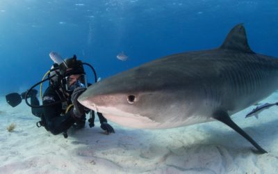 Discovery+ picks up Eli Roth shark movie “FIN,” sets premiere date; see a video promo