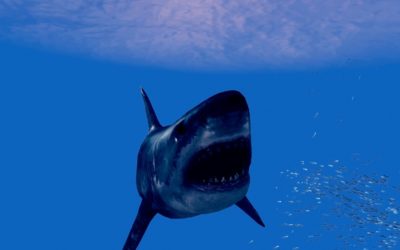 In search of “NOAH’S SHARK”? See the trailer & poster here!