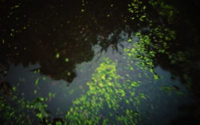 “Skinwalker: The Howl of the Rougarou” Explores Cajun Werewolf Lore