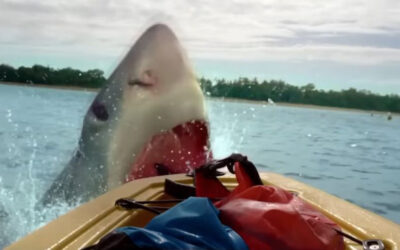 Exclusive: The poster for the shark shocker “THE REEF: STALKED” surfaces