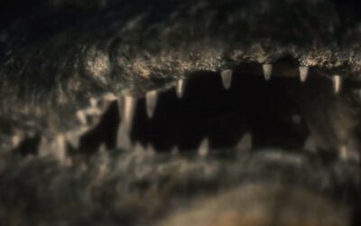 A new Louisiana gator raid in trailer for “THE FLOOD”