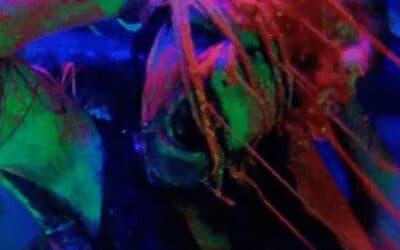 Movie Review: “JIMMY AND STIGGS” Is A Day-Glo Dose Of Alien Mayhem!