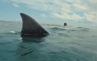 “THE BAY” is next month’s shark movie; trailer and poster